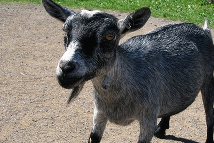 Pet Goats - Alabama Cooperative Extension System