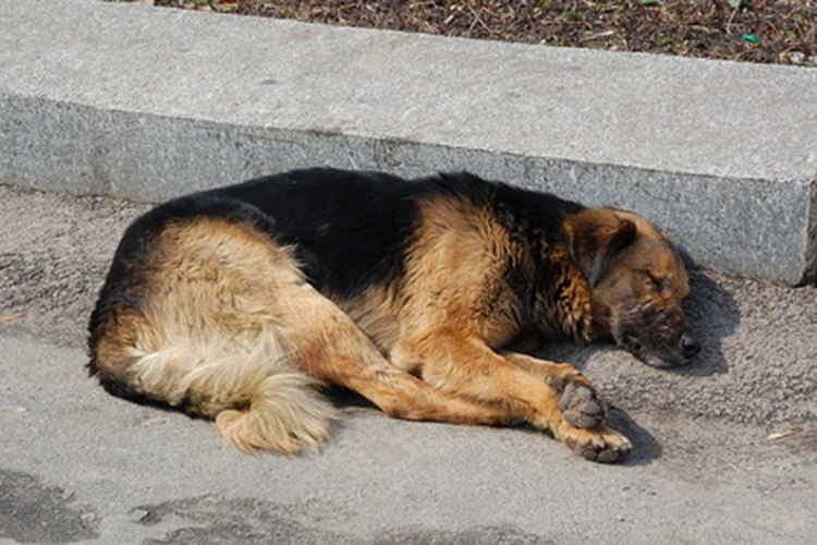 Los perros que sufren de la enfermedad de Crohn tienen problemas digestivos y están débiles y tienen bajo peso.