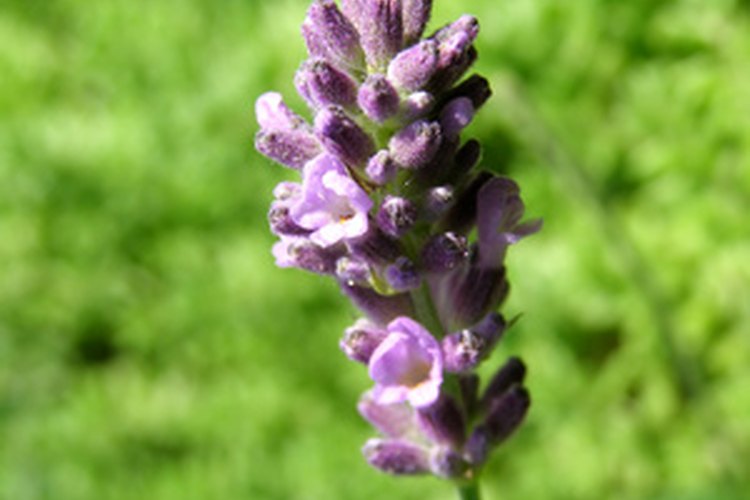 La lavanda le agrega un aroma dulce y relajante a los aceites esenciales.