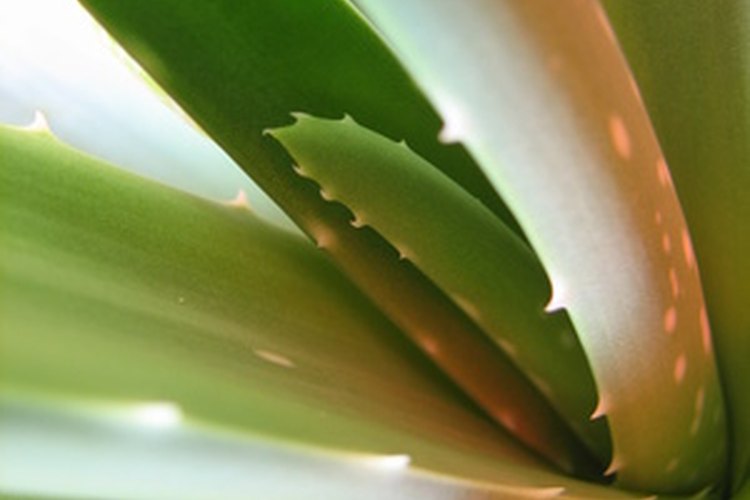 Varias formas de aloe son comestibles.
