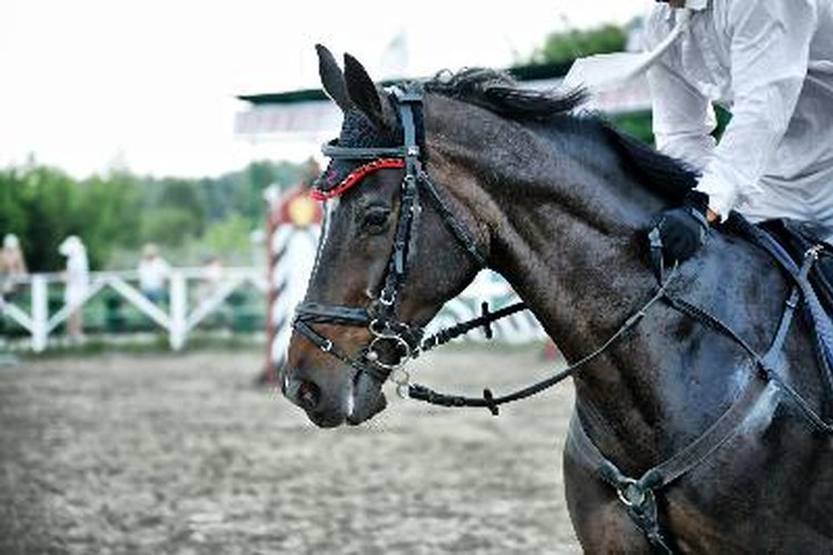 Tratar la neumonía en un caballo.