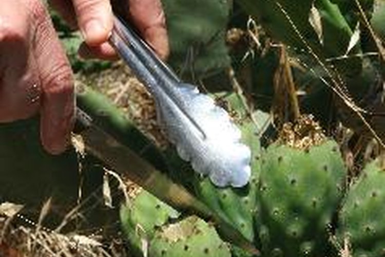 Beneficios del cactus de nopal para la salud.