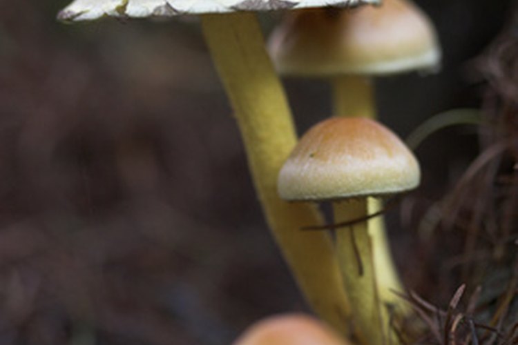 Las hierbas antimicóticas ayudan a tratar las infecciones por hongos.
