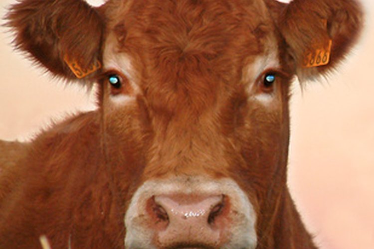 Ganado Limousin.