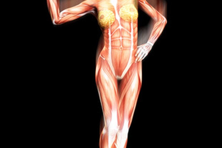¿Cómo funciona el sistema muscular?