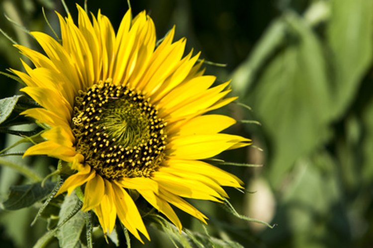 Las semillas de girasol son muy sabrosas.