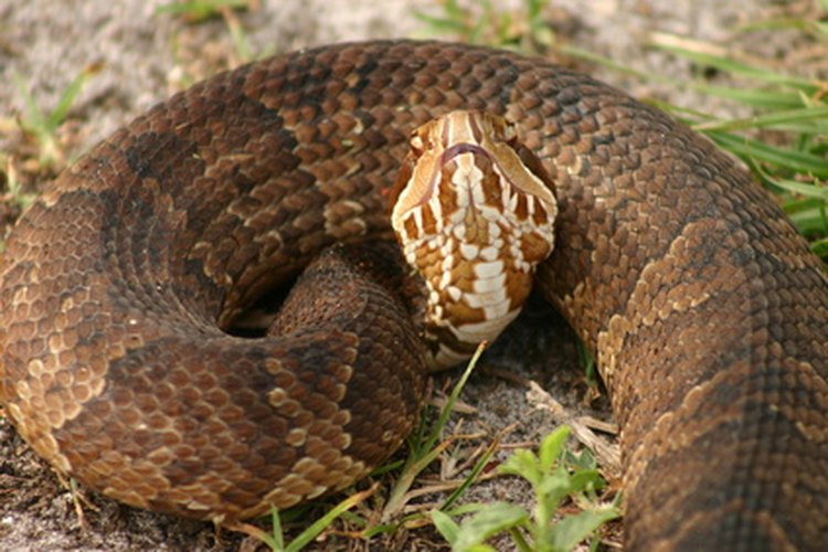 Serpiente boca de algodón.