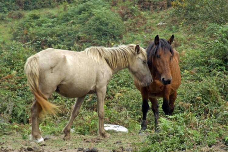 Los caballo tienen muchos problemas de piel.