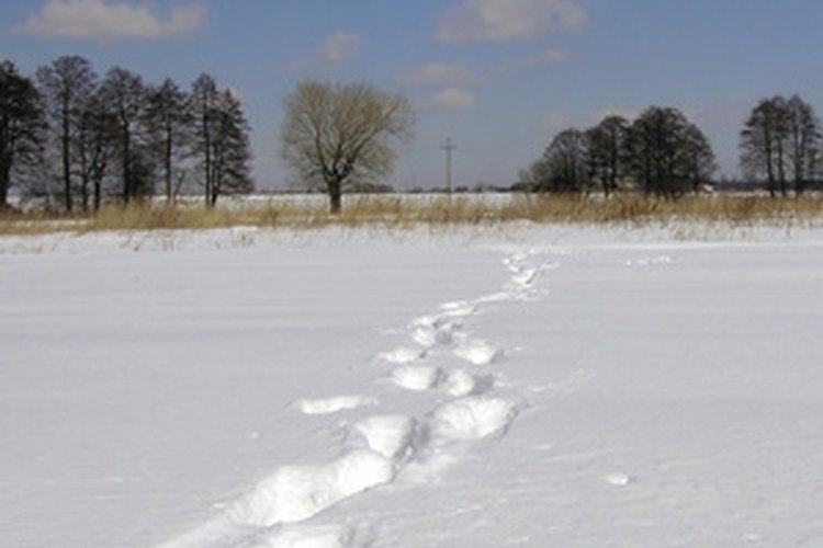 El tamaño de las raquetas para nieve varía según el peso que cargues.