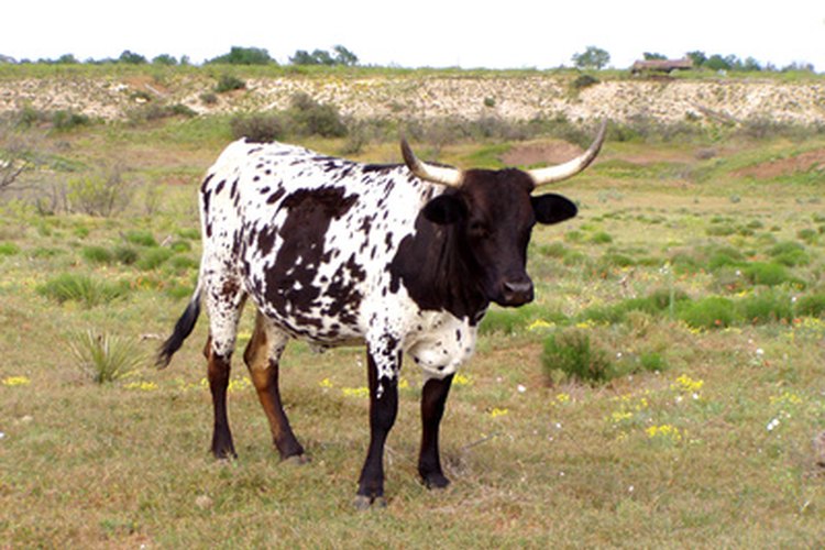 Information About the Animal Called the Bull | Pets on Information About the Animal Called the Bull | Pets on