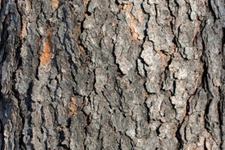 La corteza de cerezo silvestre se utiliza para tratar enfermedades respiratorias y digestivas durante siglos.