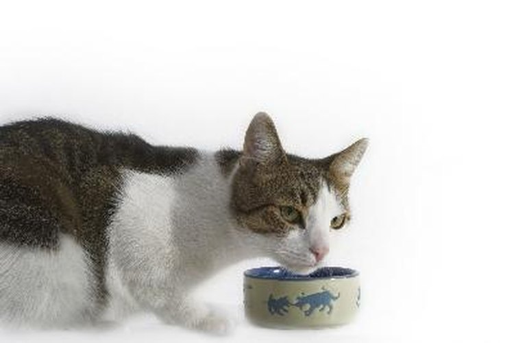 Los veterinarios recomiendan una dieta especial para los gatos con diarrea y parásitos.