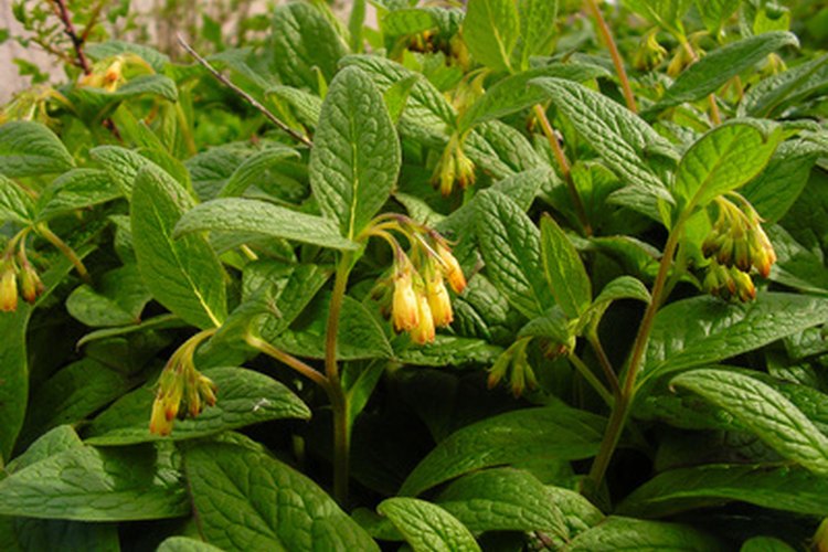 La planta de consuelda crece en praderas húmedas del oeste de Asia y América del Norte.