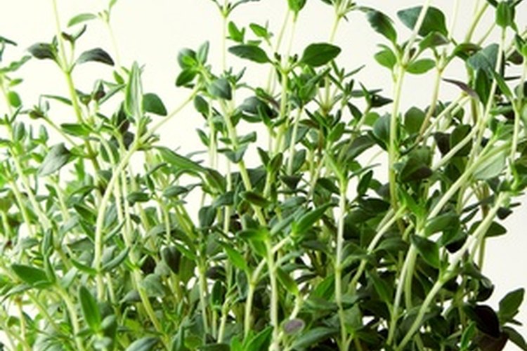 El té de tomillo puede tener efectos secundarios en algunas personas.