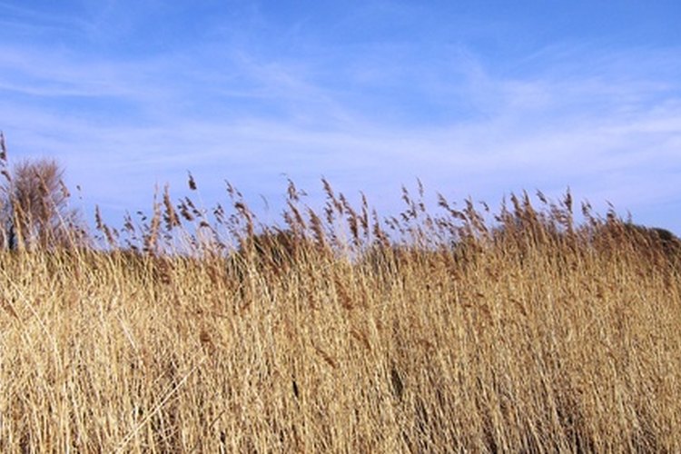 Los campos de maíz se pueden ser contaminados cruzados por campos cercanos genéticamente modificados.