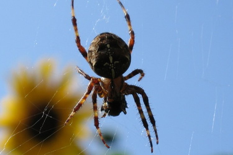 Identifica una picadura de araña casera.