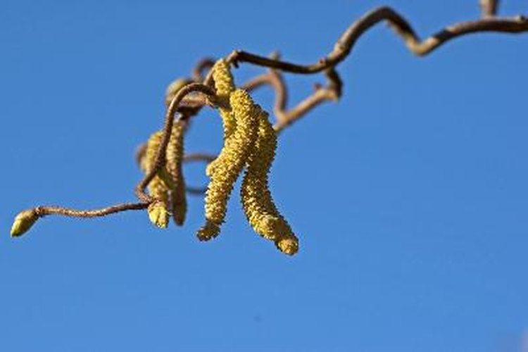 El hamamelis es un remedio efectivo para tratar las pieles con acné.