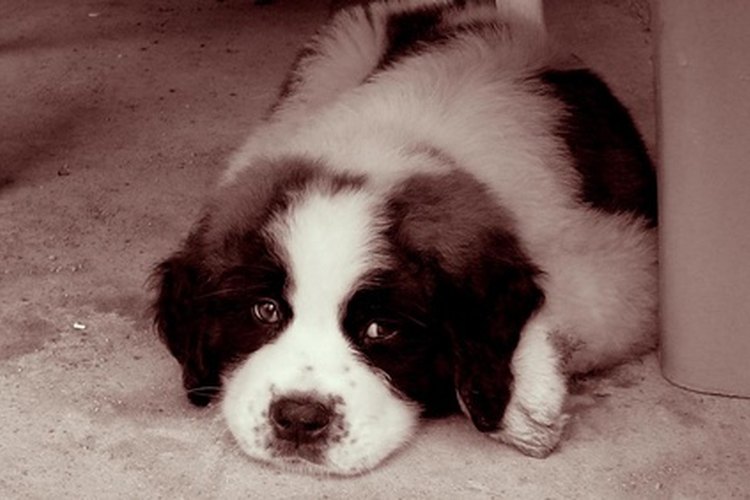 St bernard hot spots sale