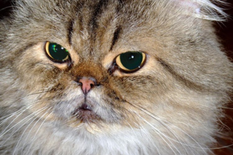 Los gatos persas son una raza susceptible a la enfermedad renal.