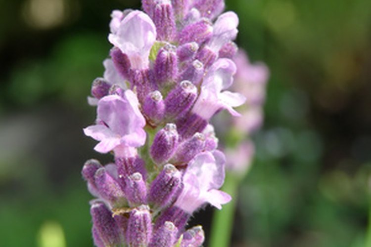 El aceite de lavanda se extrae de las flores de la planta.