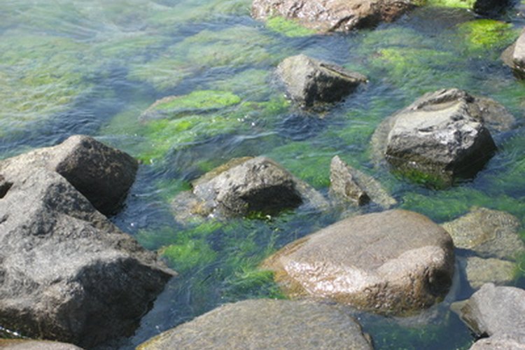 Si las algas kelp se recolectan en una zona contaminada del océano, las toxinas se pueden depositar en los suplementos.