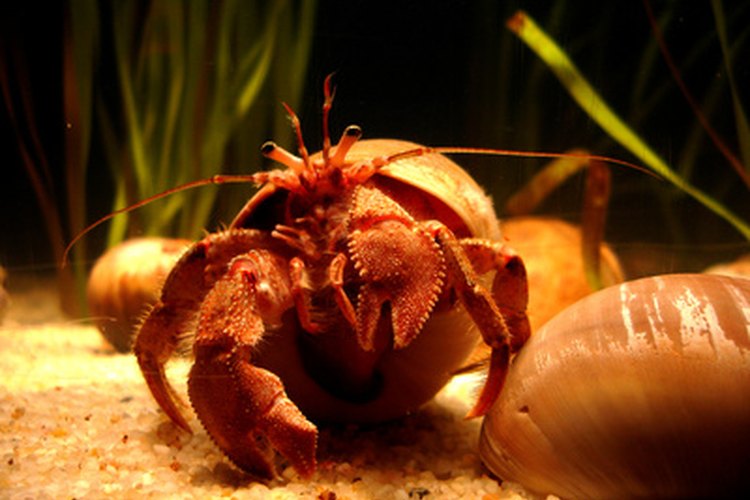 How to Raise Saltwater Hermit Crabs | Pets on 