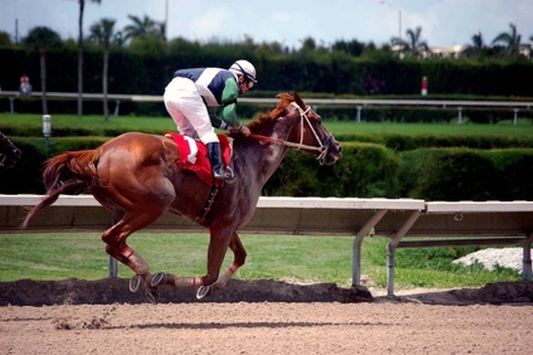 Los caballos de carrera son particularmente susceptibles a sufrir lesiones del ligamento suspensorio.
