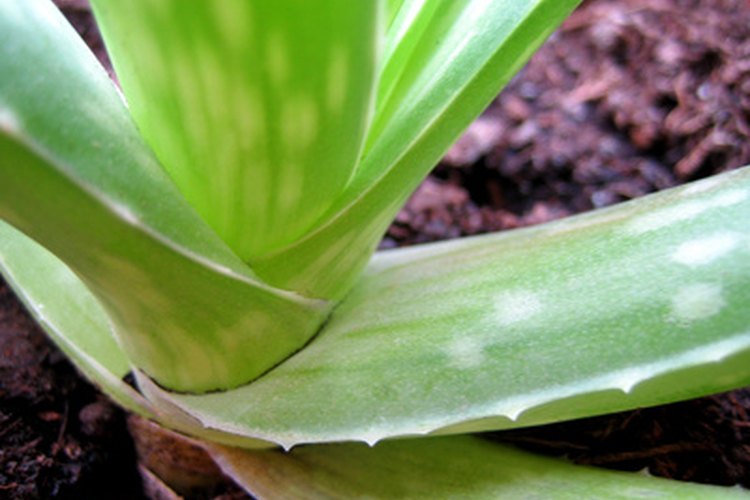 El aloe vera tiene varios beneficios para la salud.