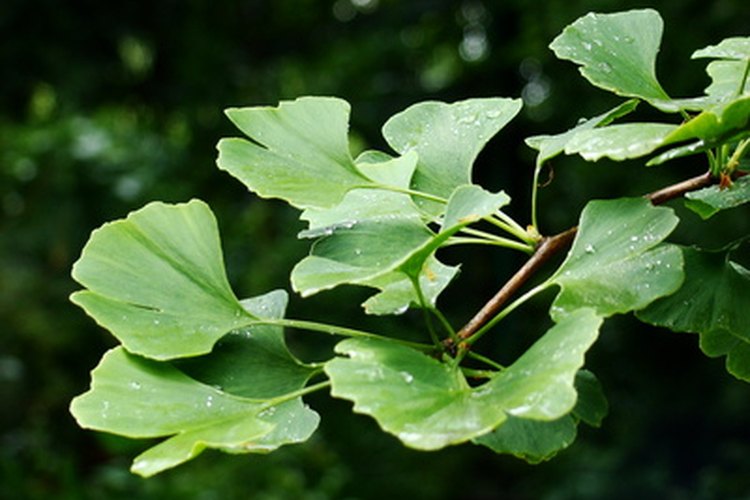 Los extractos de hojas de Ginkgo biloba se utilizan en suplementos de hierbas para ayudar a la memoria y la concentración.