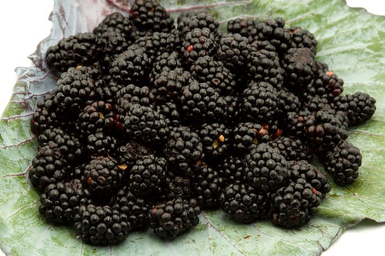 Las moras contienen la mayor cantidad de antioxidantes en relación con otras bayas.