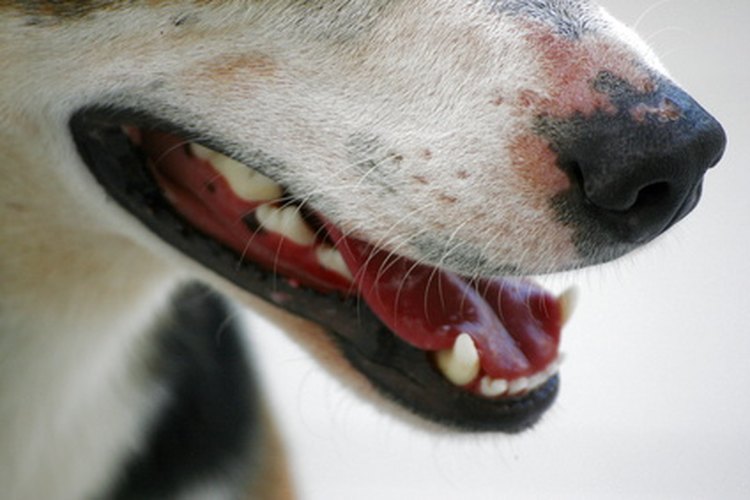 El staphylococcus intermedius vive en las membranas mucosas del perro.