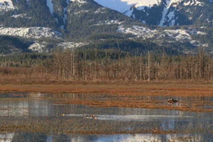 Alaska silvestre