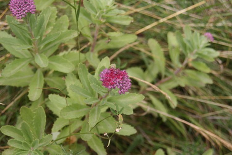 La valeriana es una hierba relajante.