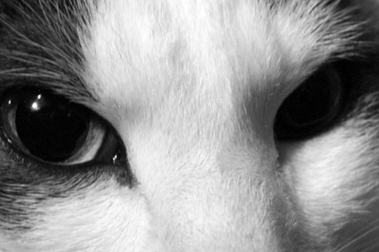 Alivia la congestión nasal de tu gato con un descongestivo.