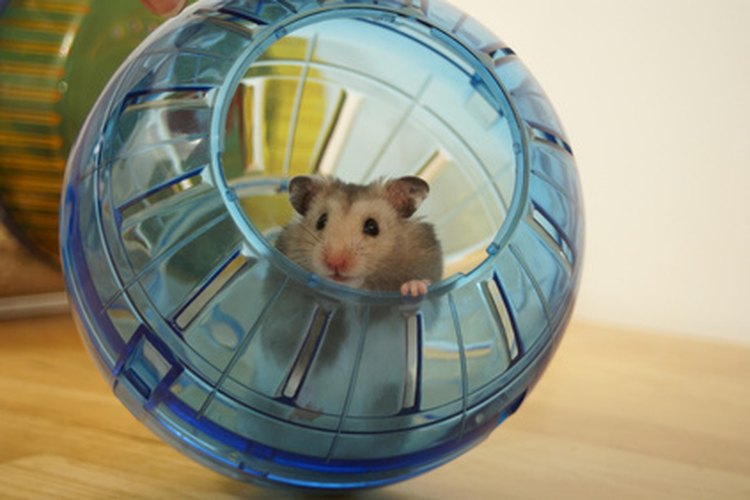 Why is My Hamster Running in Circles 
