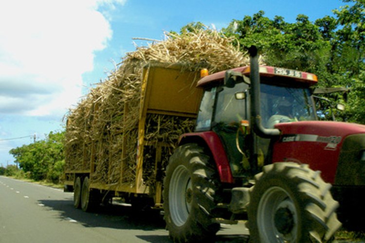 El jugo evaporado de caña está hecho de tallos de caña de azúcar.