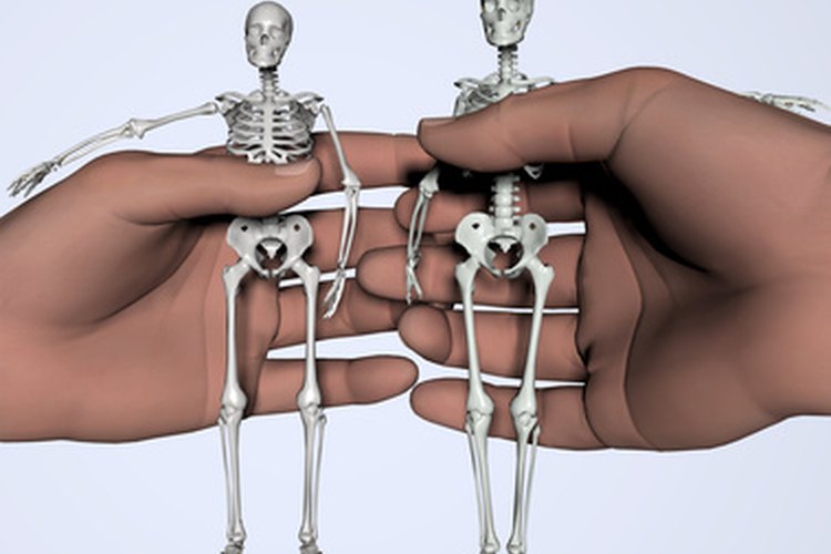 Funcionamiento del cuerpo