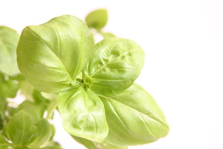 Albahaca santa para tratar la diabetes.