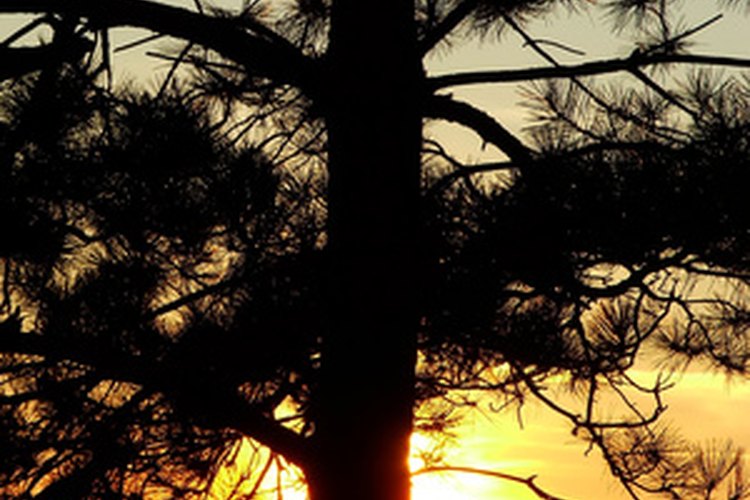 El extracto de corteza de pino es un suplemento antioxidante derivado del pino marítimo (Pinus maritima).