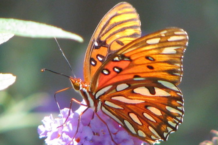 Los ecosistemas, tan delicados como las alas de una mariposa, necesitan cuidados continuos.