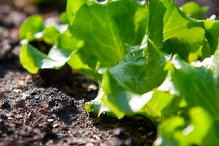 Los vegetales crecen bien en suelo fértil o en camas elevadas.