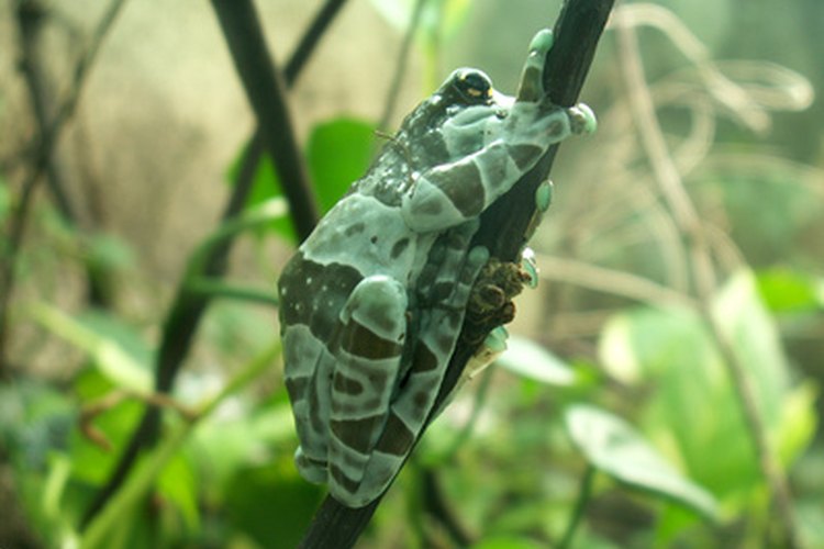 Las ranas de la selva tropical tienen marcas llamativas que también pueden usar para mezclarse en sus alrededores.