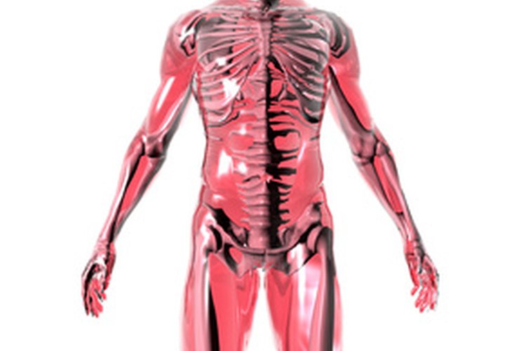 Sistemas del cuerpo humano y sus funciones.