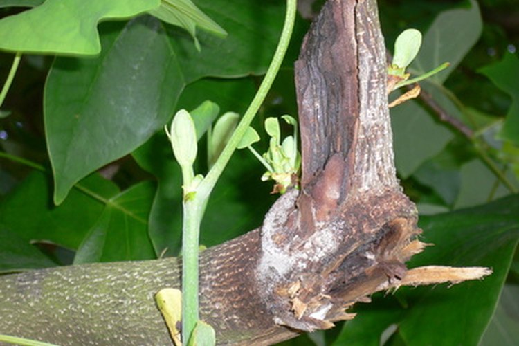 El juego del camuflaje es ideal para jugarse en el bosque.