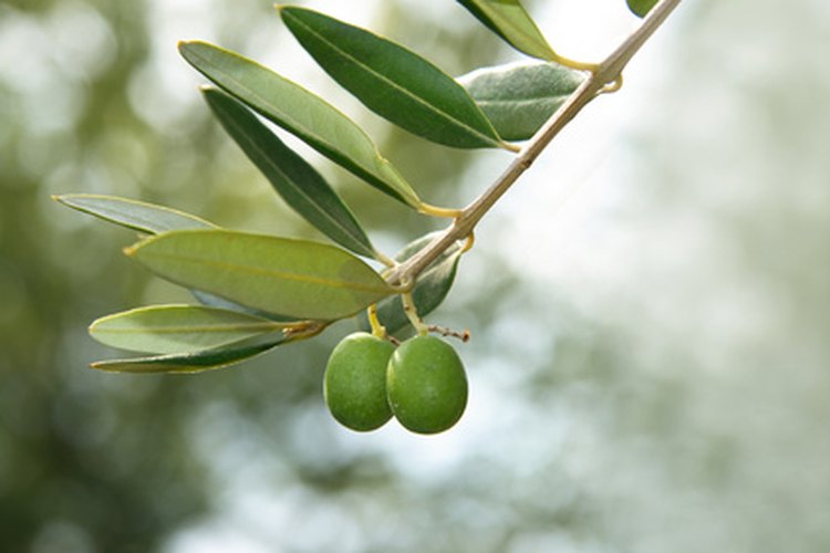 El jabón de castilla es derivado del aceite de oliva.