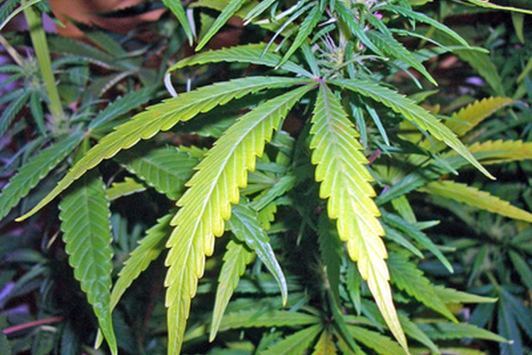 La marihuana puede ser utilizada para tratar el dolor y las náuseas asociadas con el cáncer.