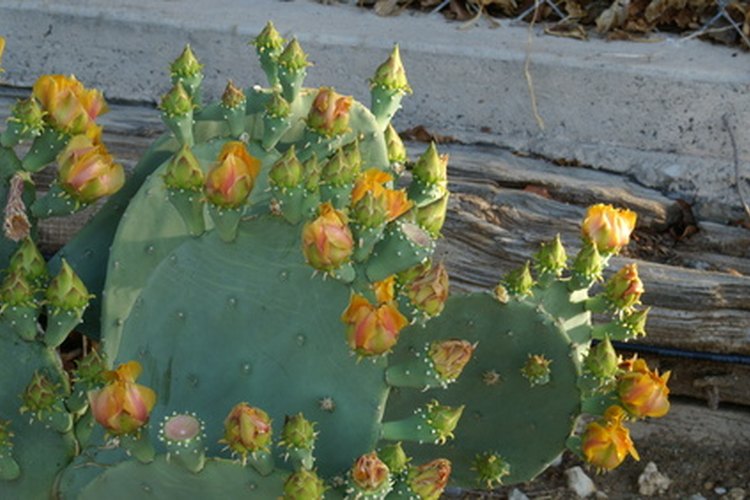 Los nopales ofrecen beneficios para la salud.