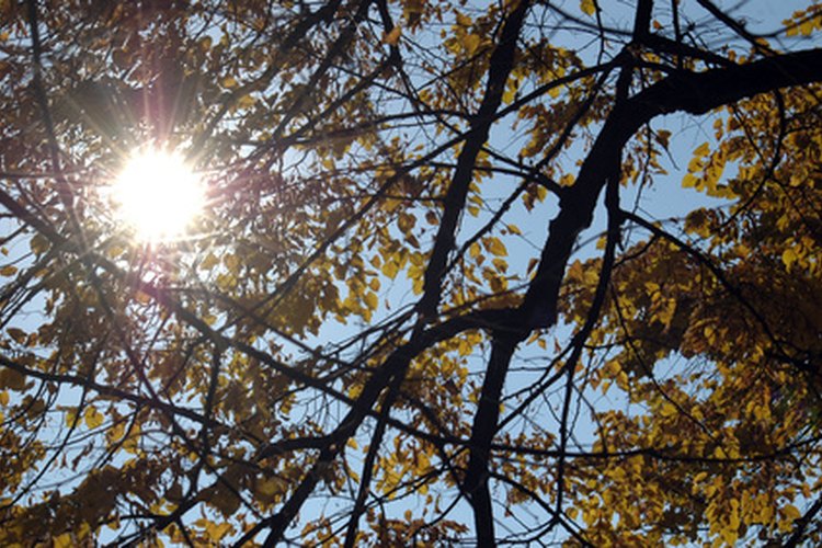 Limita tu exposición al sol entre las 10 am y las 4 pm.