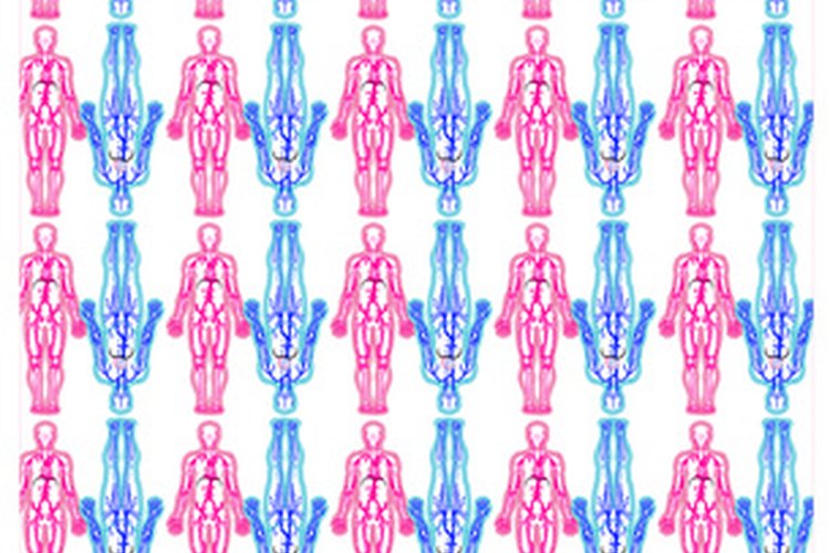 Es importante mantener el sistema circulatorio en perfecta salud.