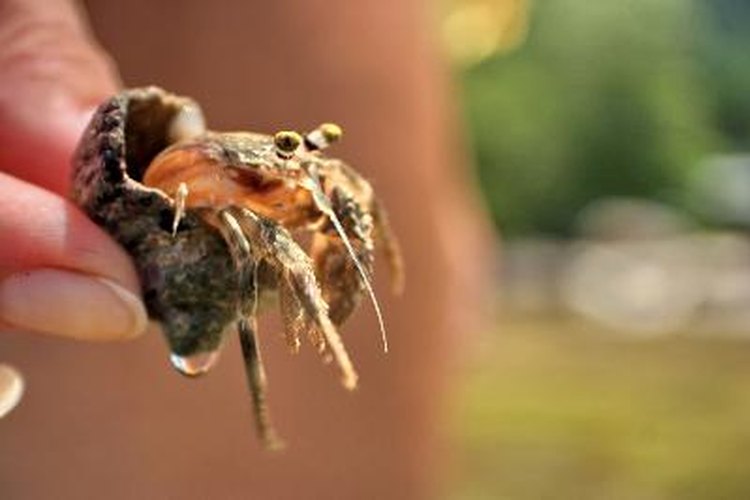 How to Wake Up Hermit Crabs | Pets on Mom.com